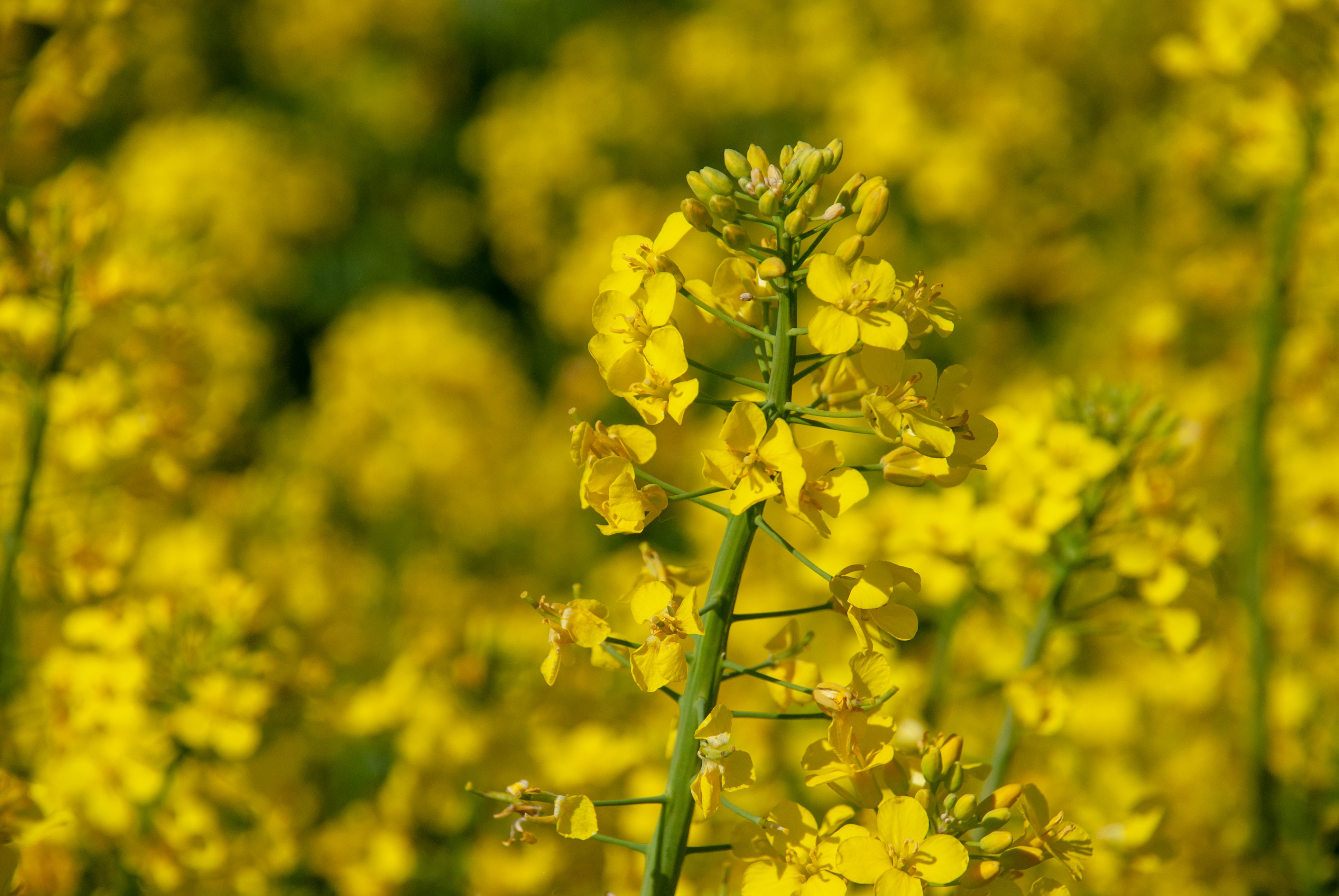 NRGene and GIFS Help Map Broad Genetic Diversity of Canola Crop